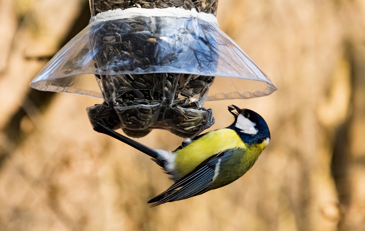 Aus Plastikflaschen werden ohne viel Aufwand Futterstellen für kalte Wintertage